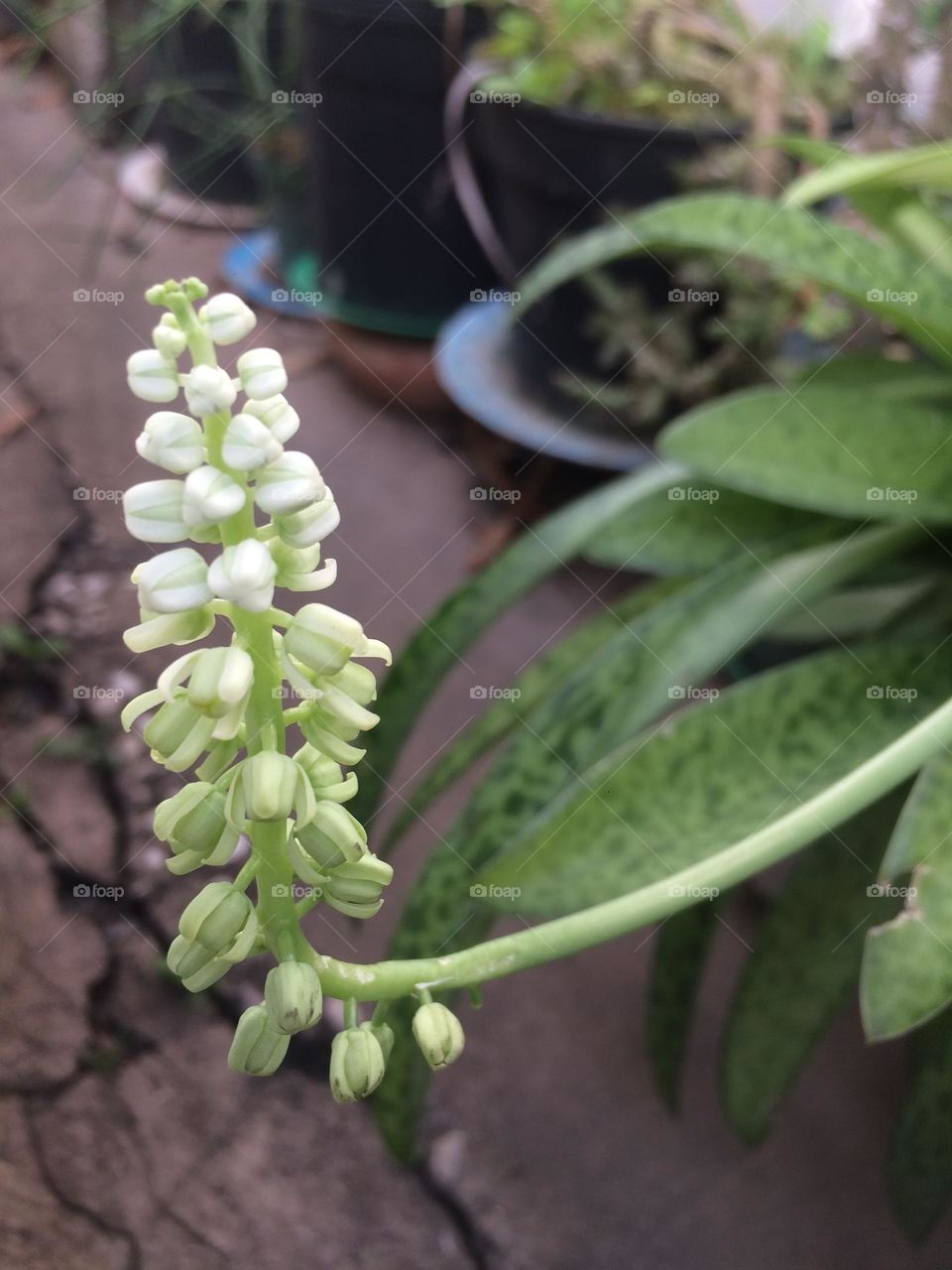 White & Green Blooms 