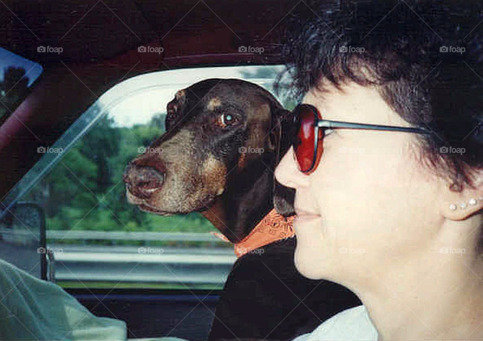 Dog Riding Shotgun in vehicle, Doberman Pincer with long ears, wearing orange neck scarf.