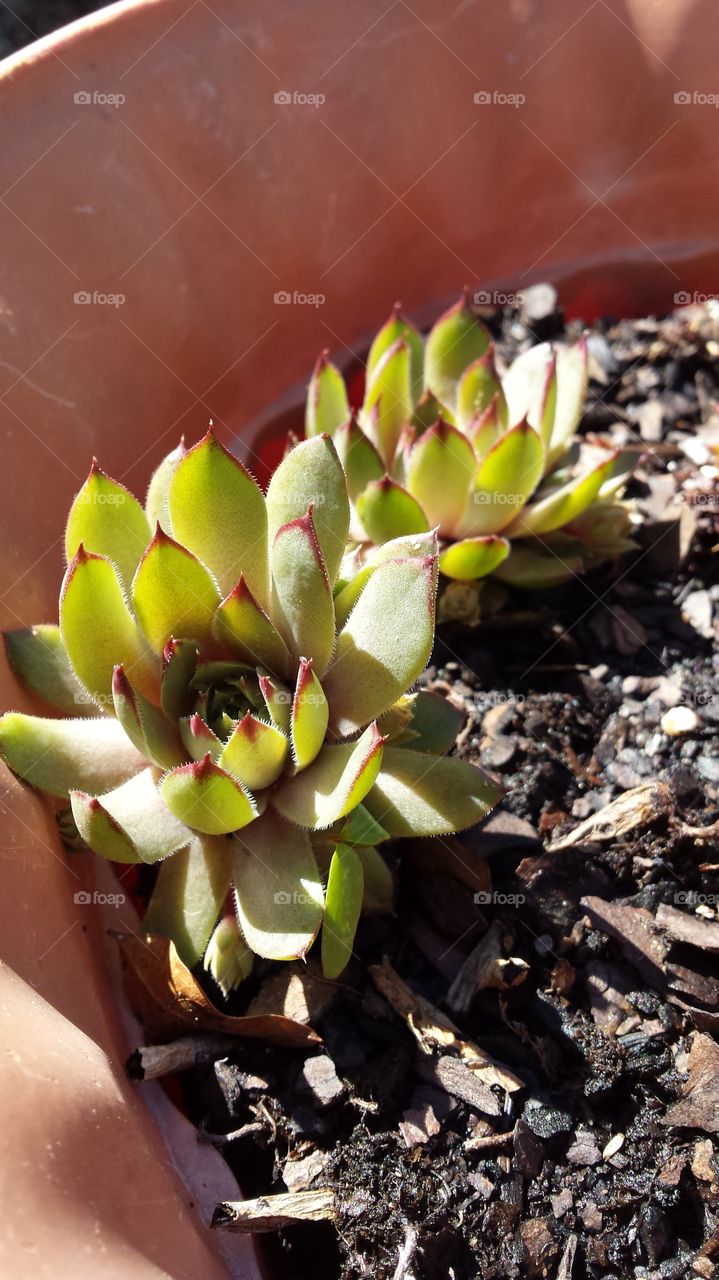 sunbathing succulents