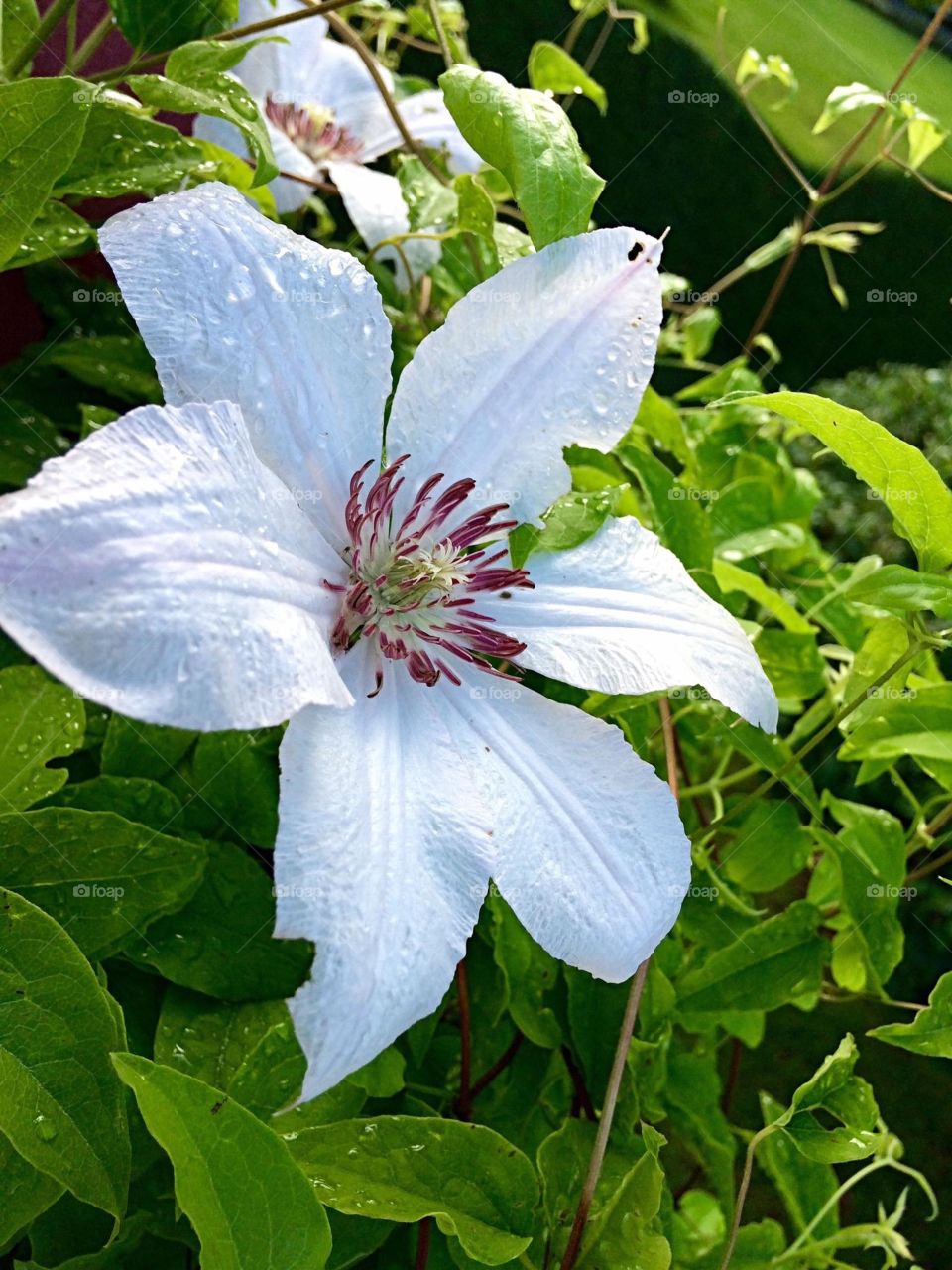 Clematis 
