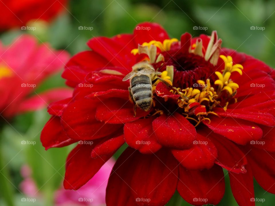 Bee Pollinating A Red Zinnia Flower