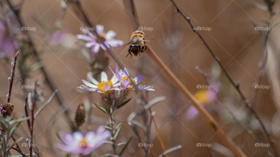 Bee hovering above flower 