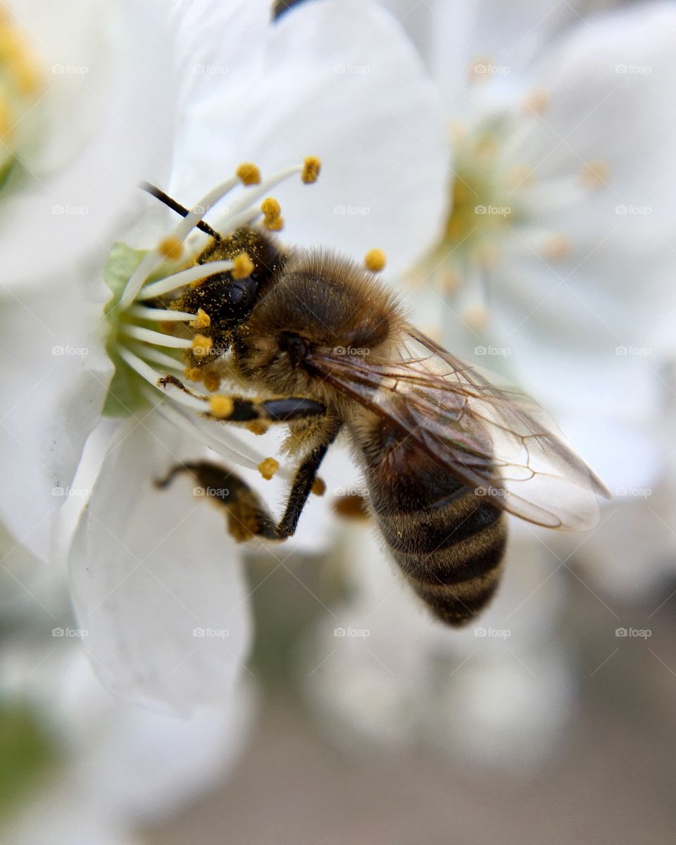 Macro bee on white cherry flower 