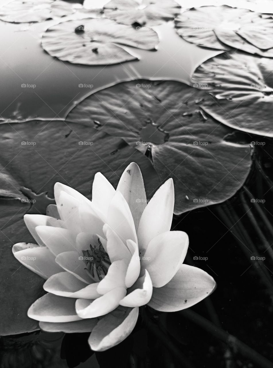 lotus flower with leaves in black and white