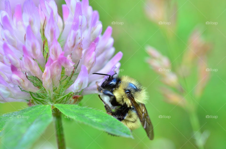 Honey bee feeding on a flower