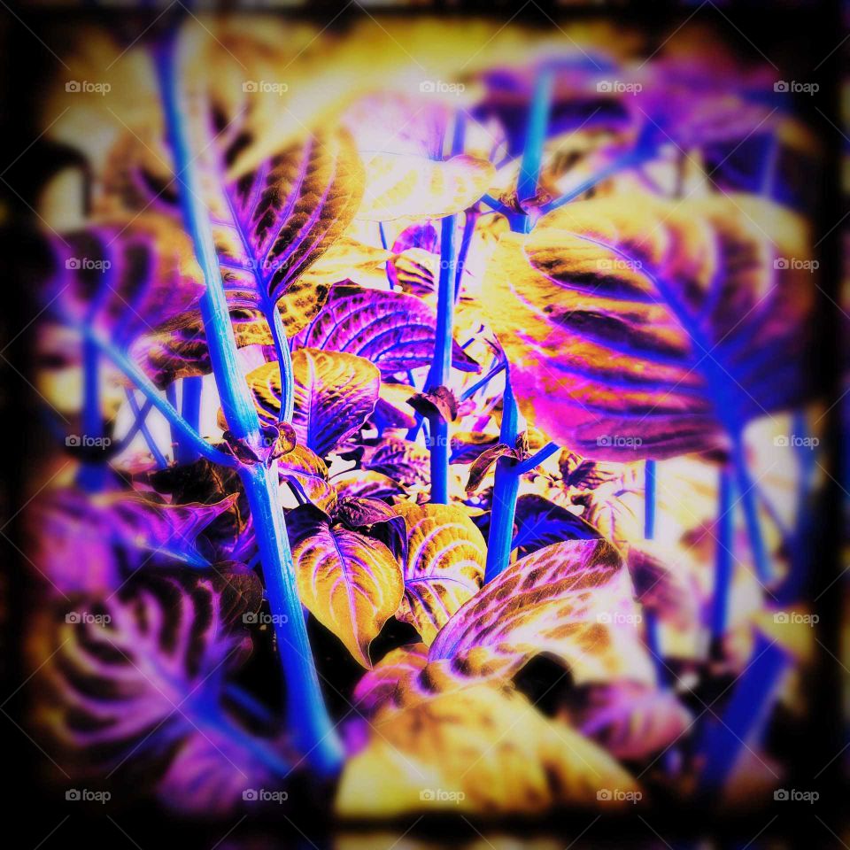 abstract foliage