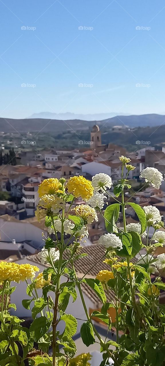 Mirador Loja flores