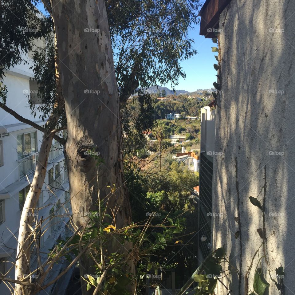 Through the Houses. Looking through the space between two houses on a mountainside in Santa Monica, CA.