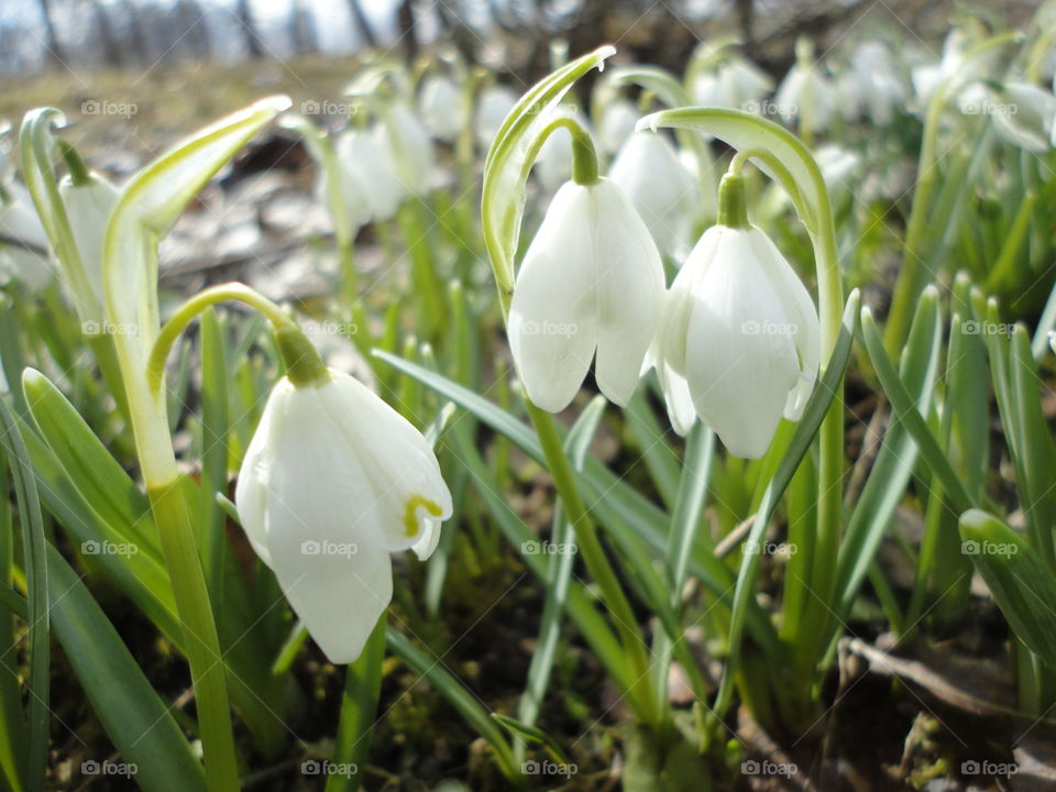 Nature, Flora, Flower, Season, Garden