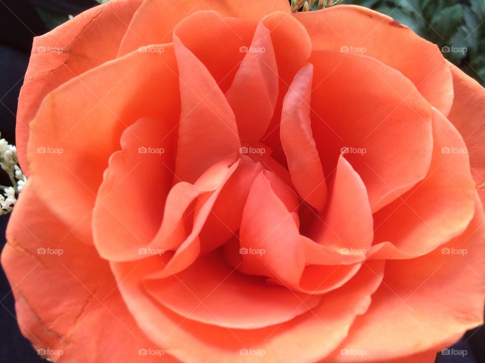 Coral rose 