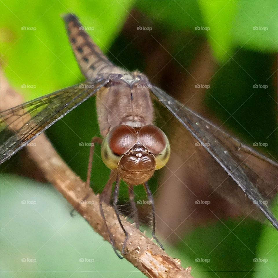 Little brown dragonfly on the branch.