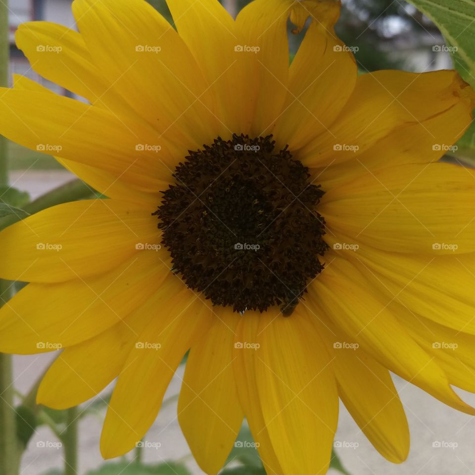 sunflower