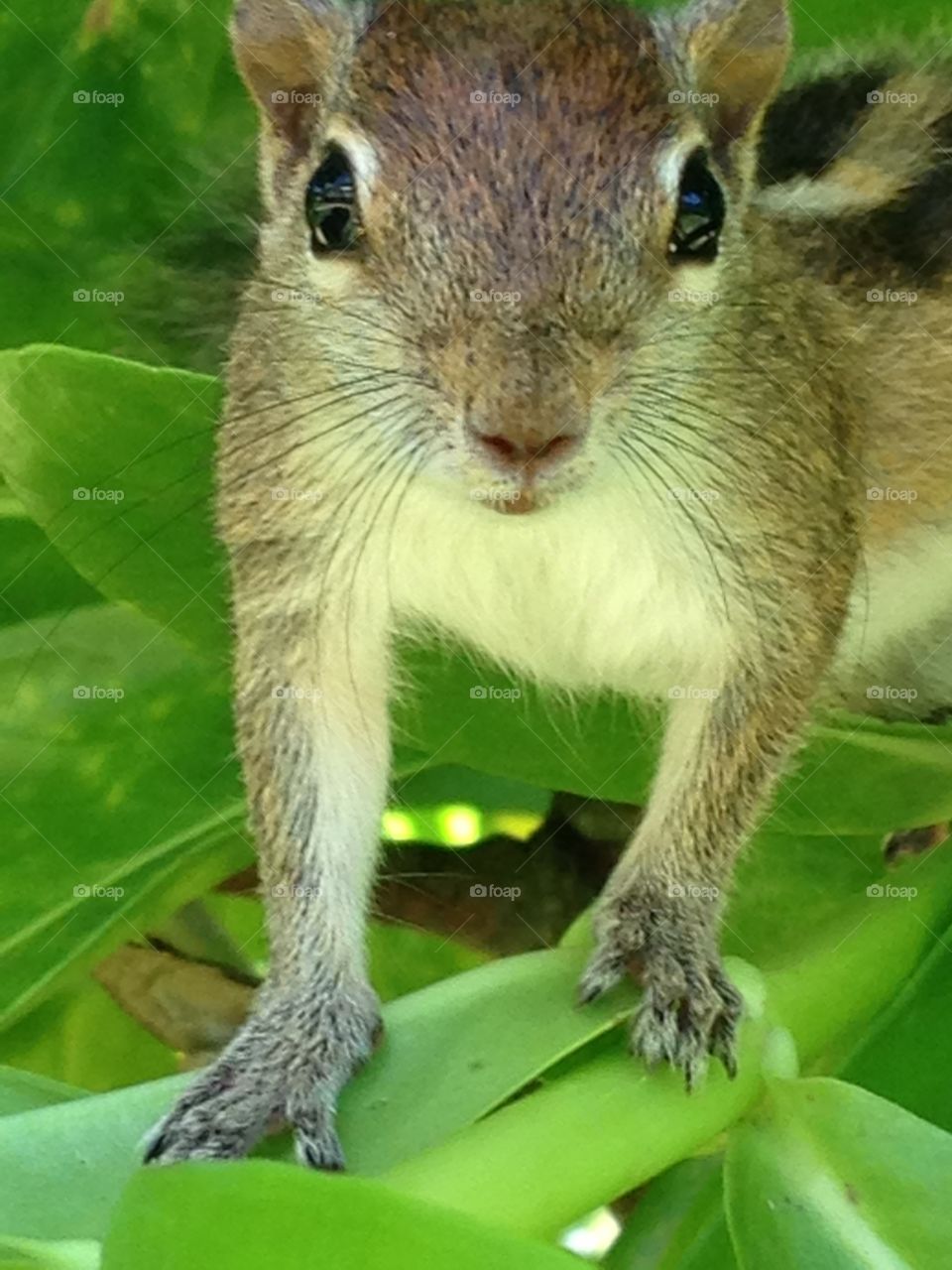 Cheeky chipmunk 