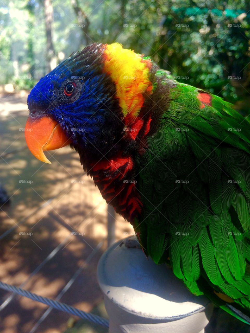 Lorikeet 