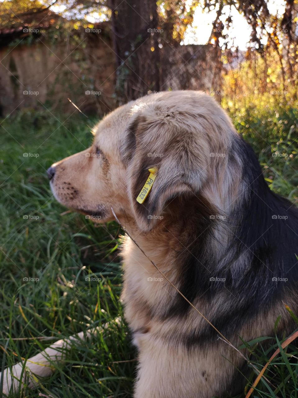 A photo of a cute dog with beautiful fur laying in the grass outside in the summer in a bulgarian village