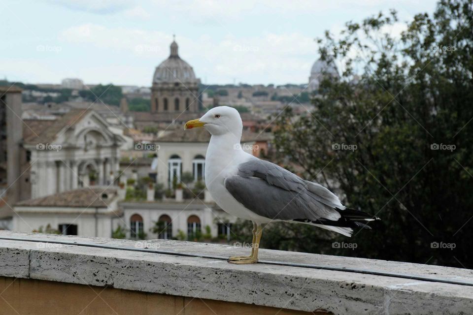 Seagull Rome