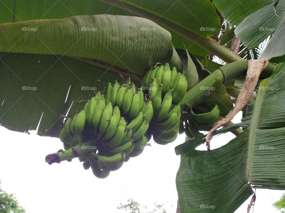 green banana on a banana tree banana is good for health it keeps man and women healthy.