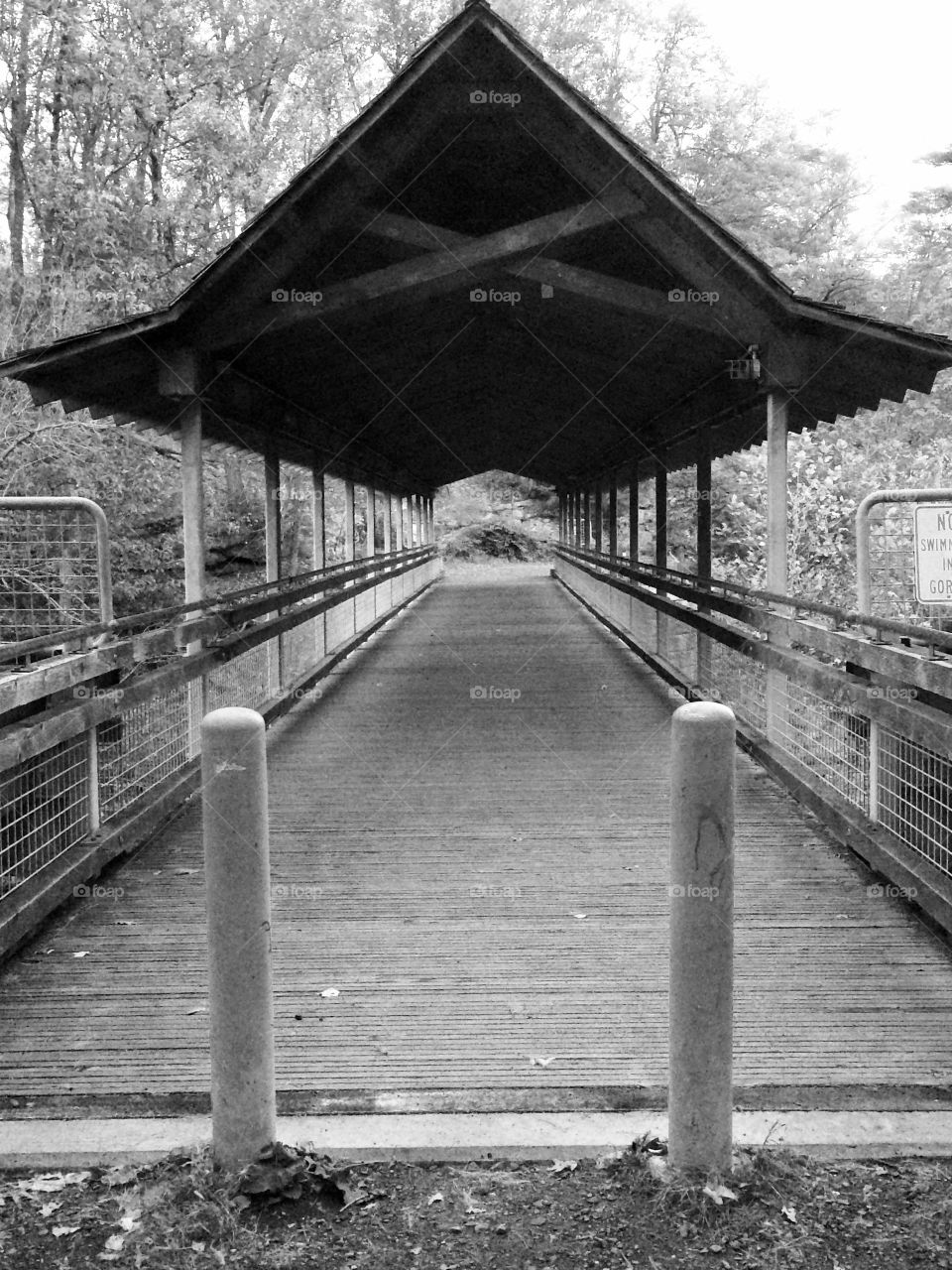 Bridge in the woods. I enjoy the contrast between nature and man-made structures within it.