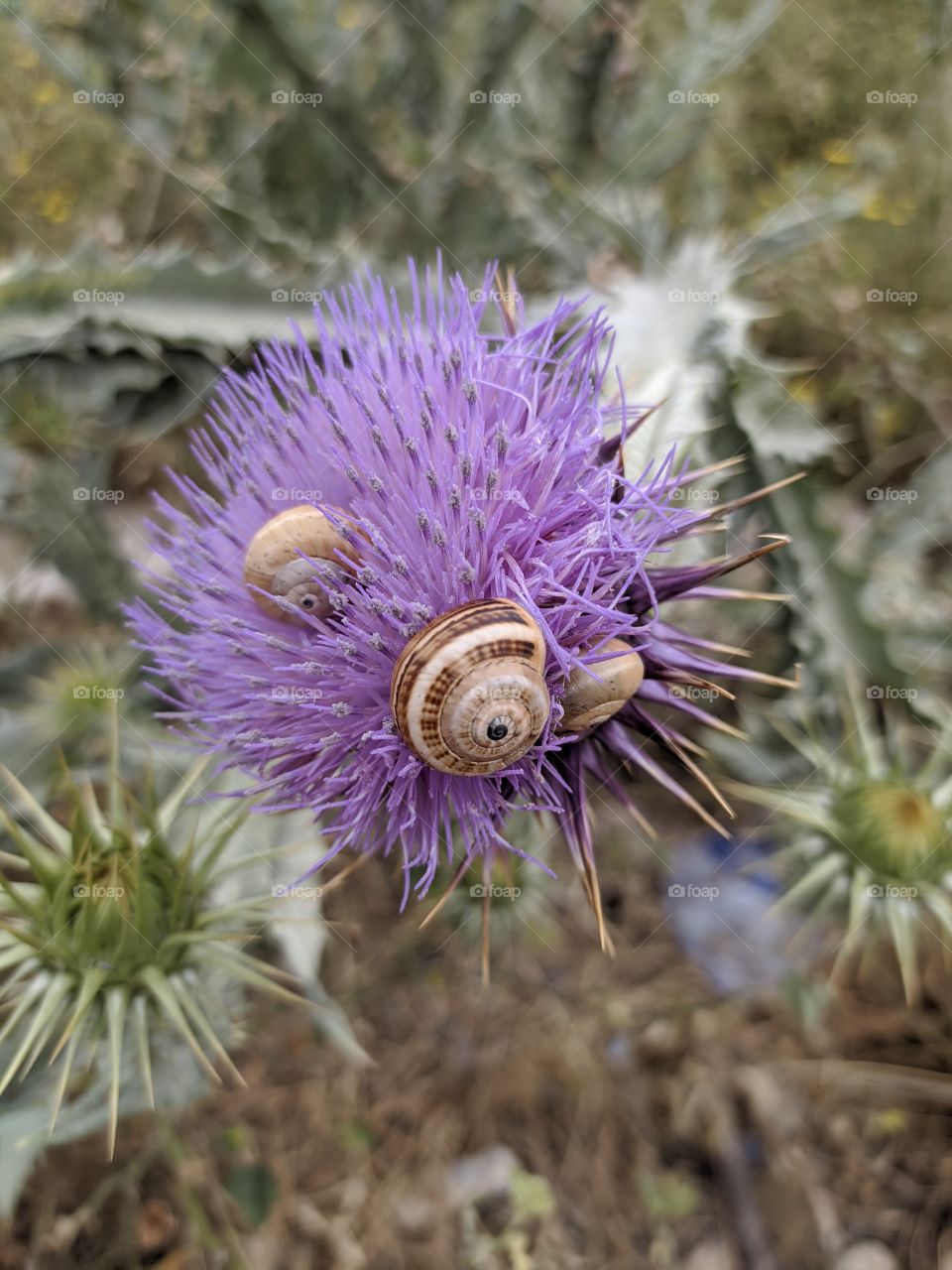 snails and thorns