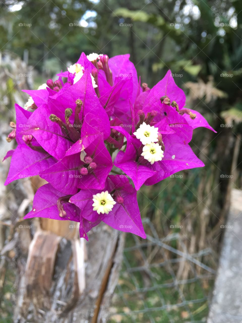 🌼#Flores do nosso #jardim, para alegrar e embelezar nosso dia!
#Jardinagem é nosso #hobby.
🌹
#flor #flowers #flower #pétalas #garden #natureza #nature #flora