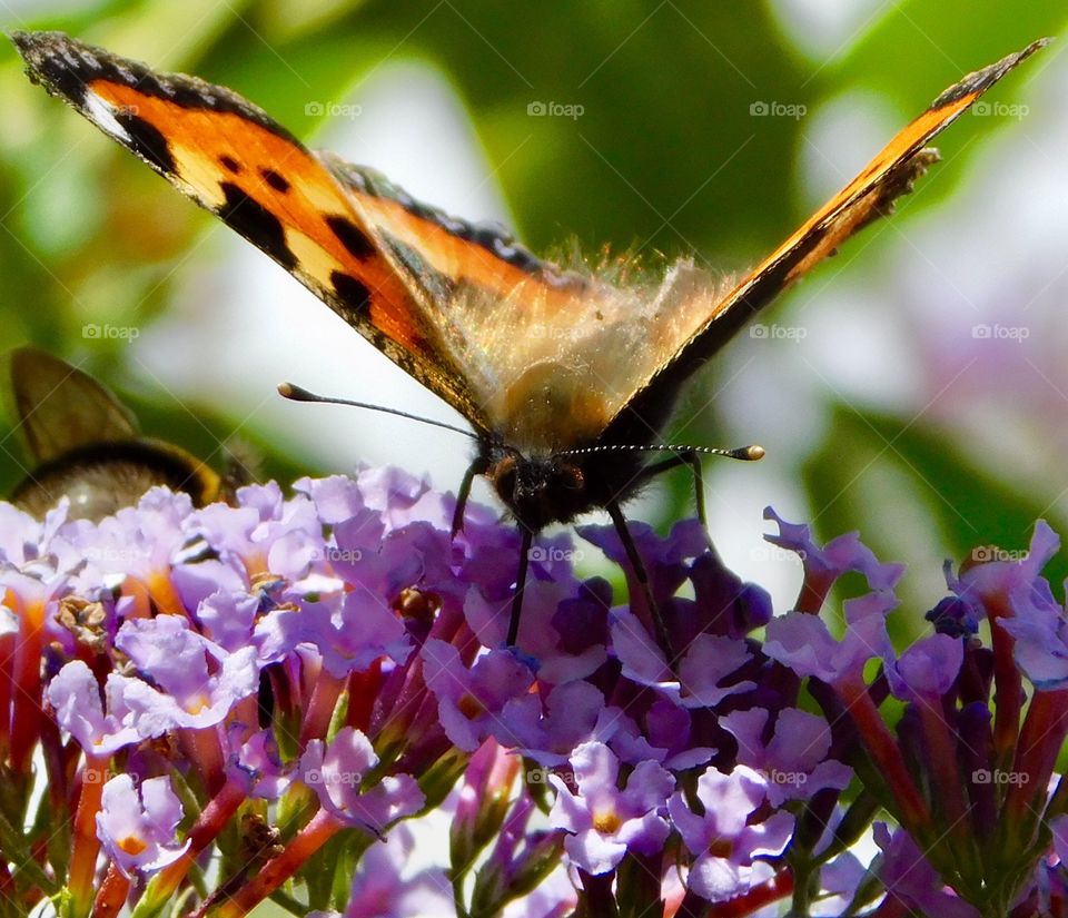 Beautiful Butterfly sipping nectar