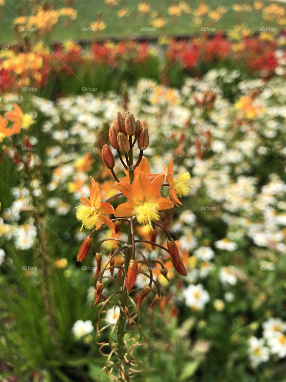 Lovely garden planted for pollinators