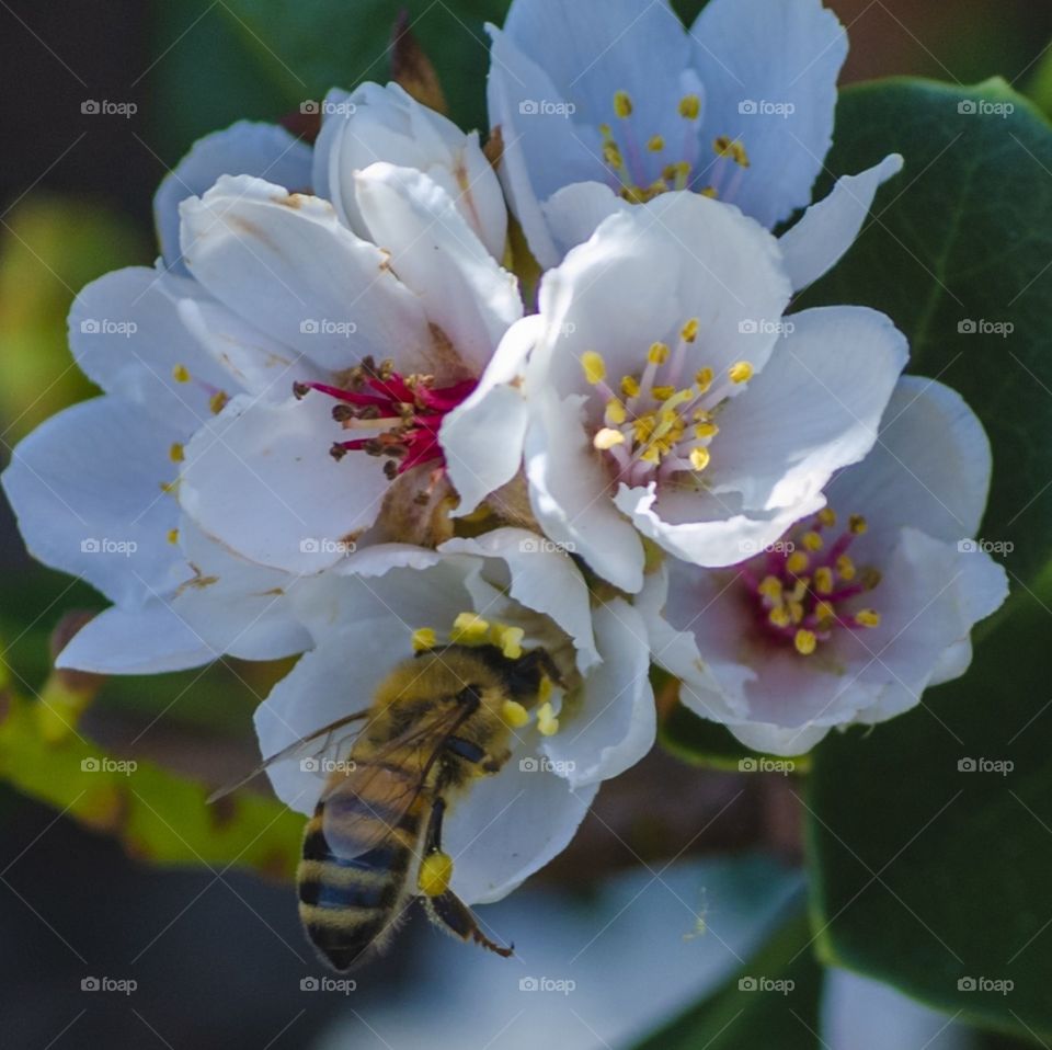 Close up of a hard working bee. White flowers and pollen.