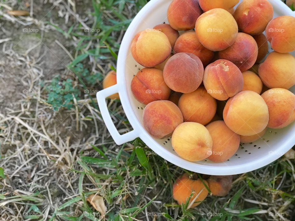 Fresh pick from our little Peach Tree