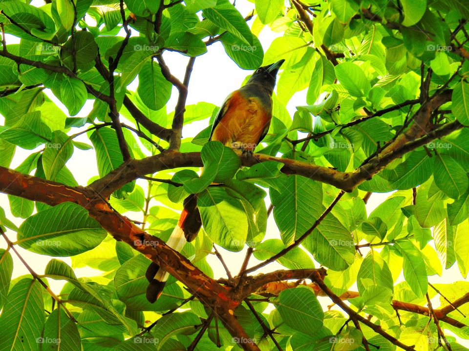 The rufous treepie (Dendrocitta vagabunda) is a treepie, native to the Indian Subcontinent and adjoining parts of Southeast Asia. It is a member of the crow family, Corvidae.