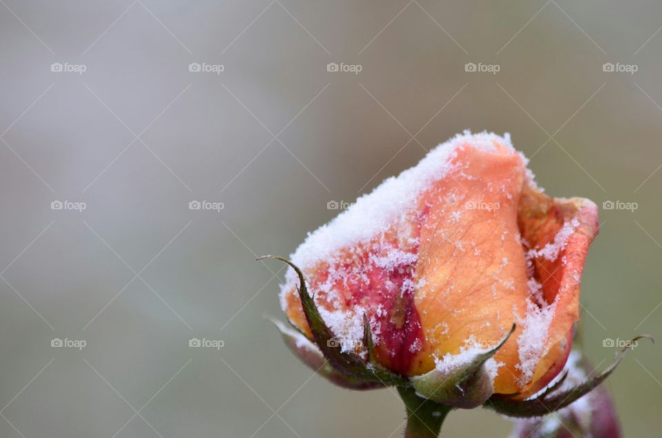 snow and flowers