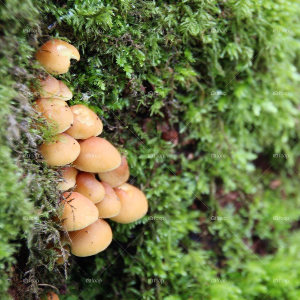 mushroom cluster nestled in a moss covered tree stump