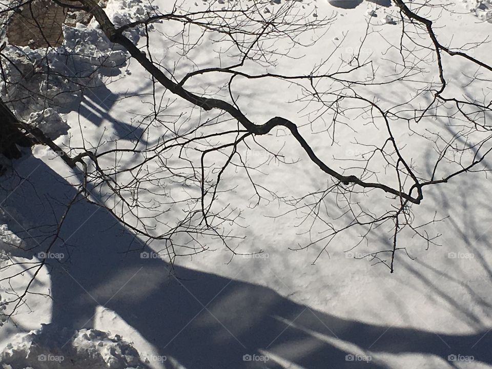 Shadows and branches