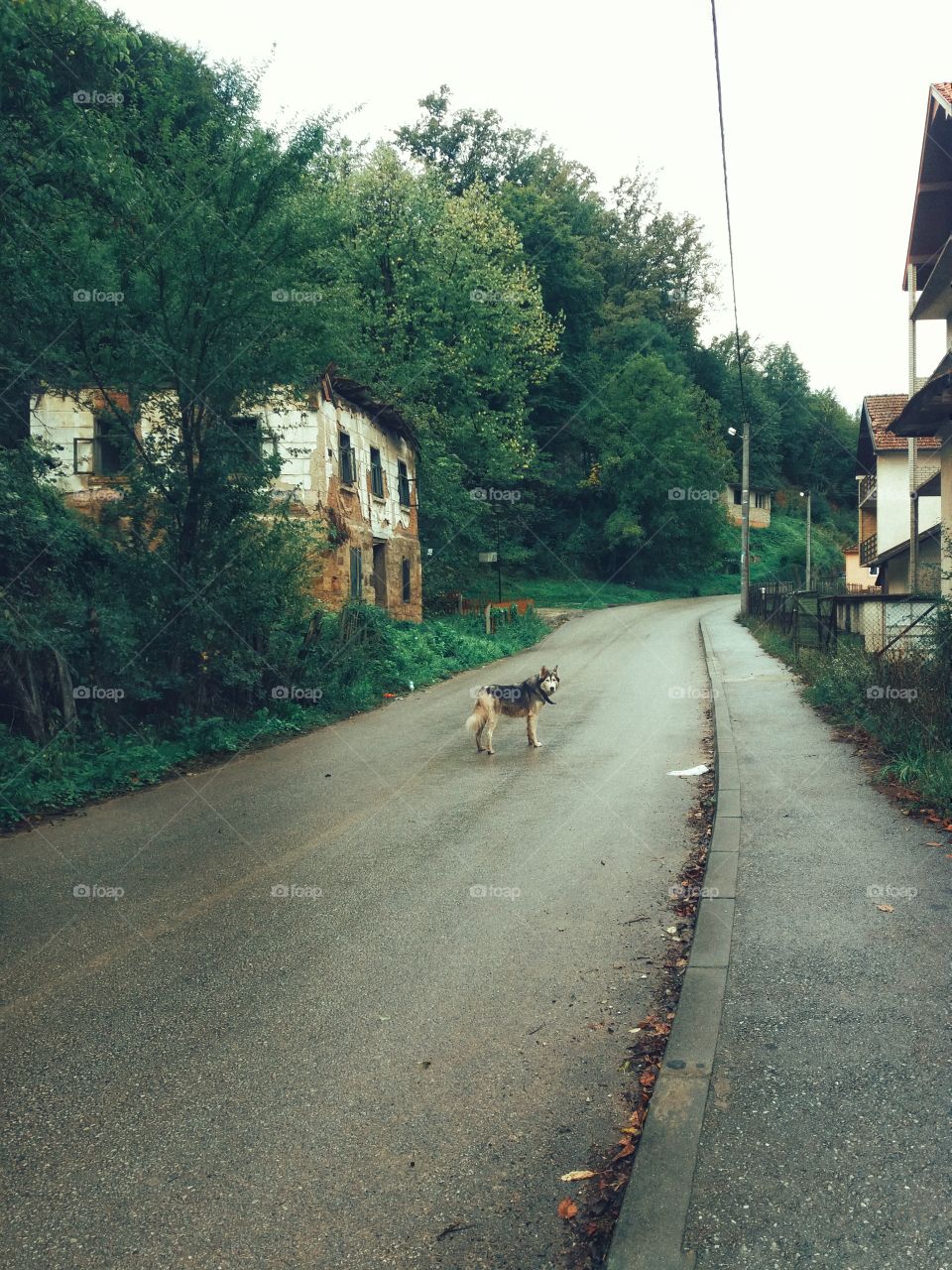Dog in the walk