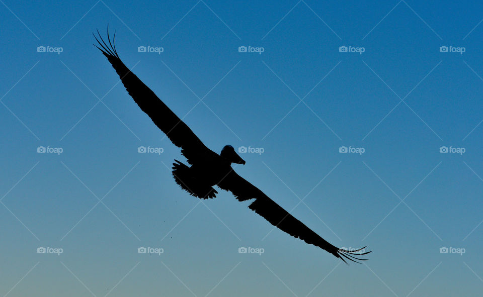A pelican silhouette in Loreto Baja California Sur México