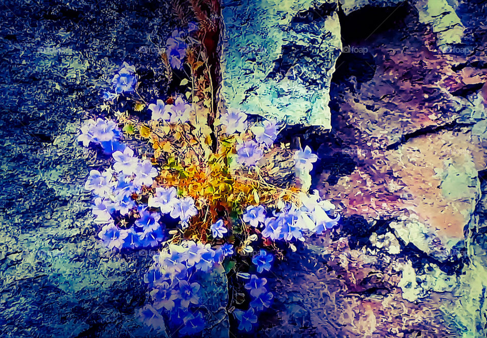 Flowers on a rock