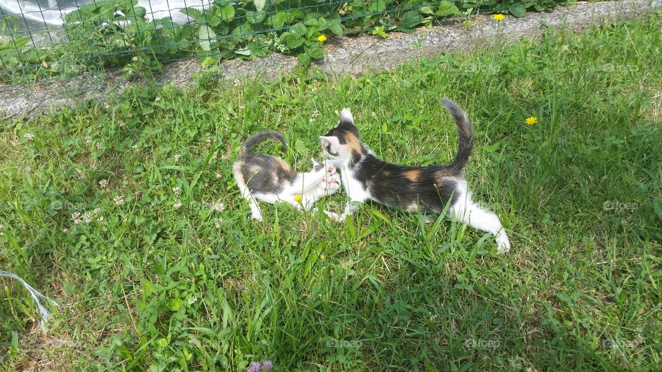 lovely small cats playing outside