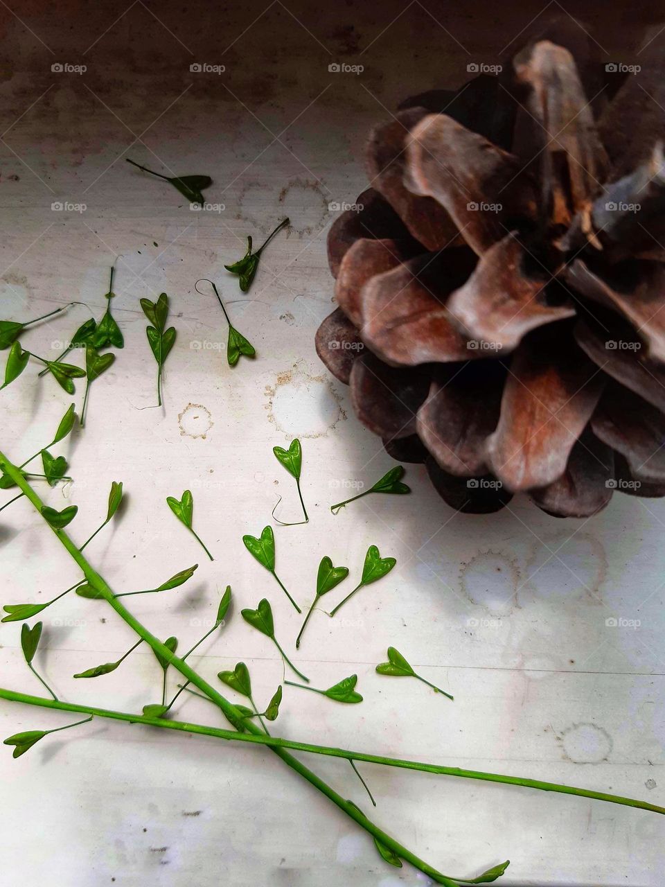 Wild plants are the prettiest 💚