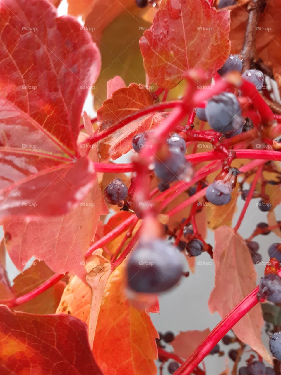 red wild wine with wild grapes in autumn and halloween colours