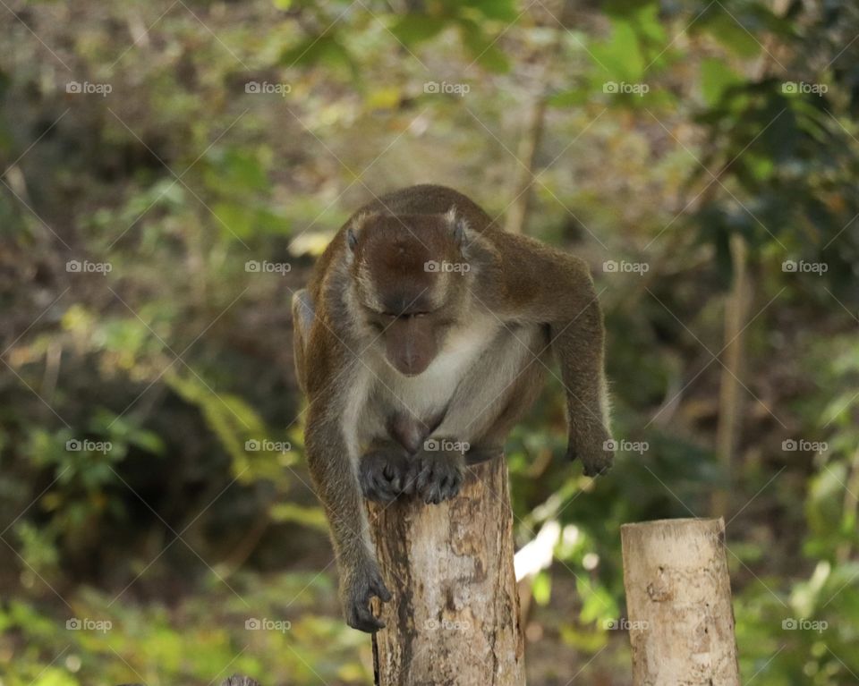 Monkey is seating in the tree.
