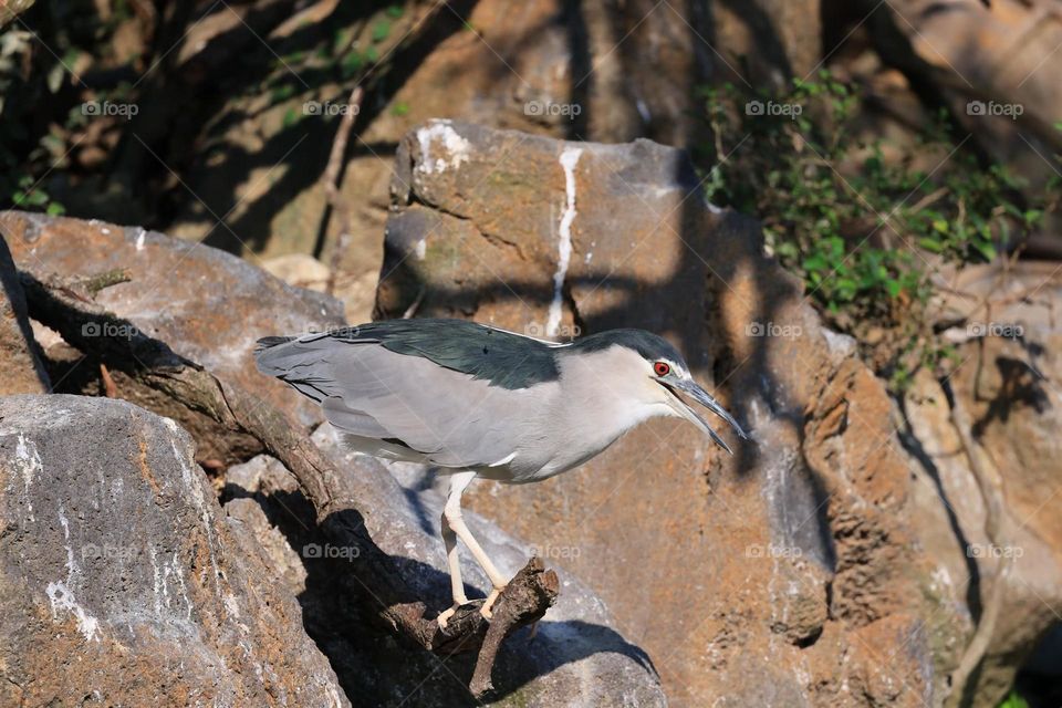 Beautiful and cute bird