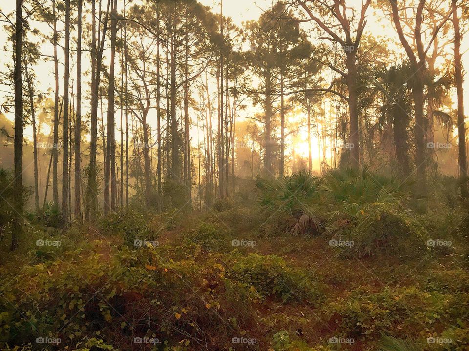 Sunrise glowing through the forest.