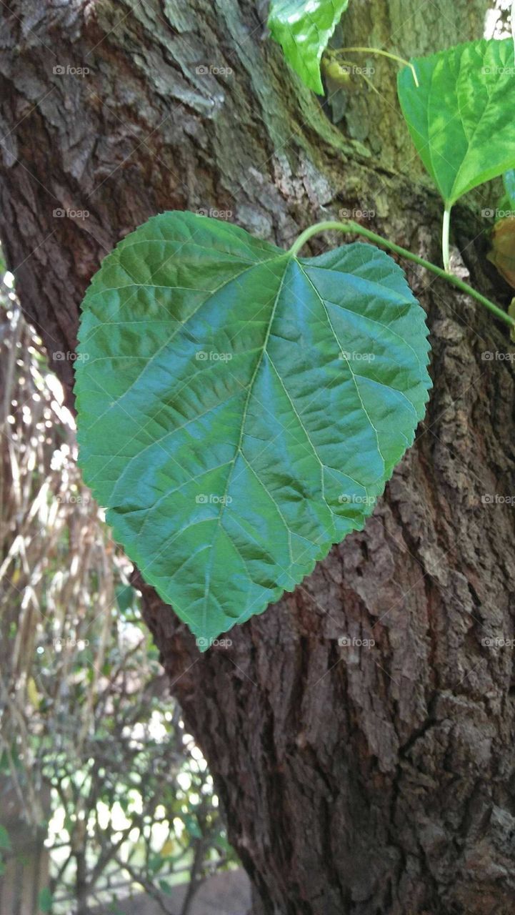 Beautiful leaf on a brunch of tree.