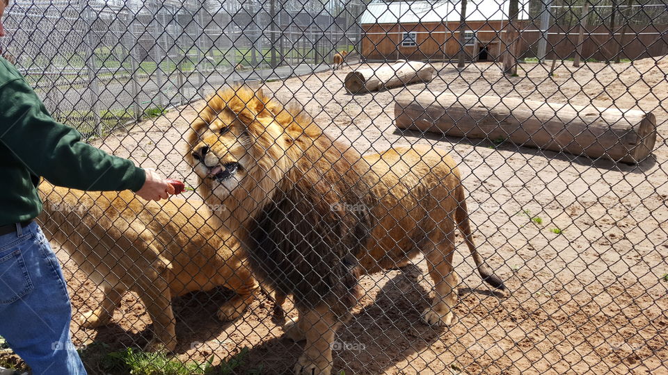 feeding the lions