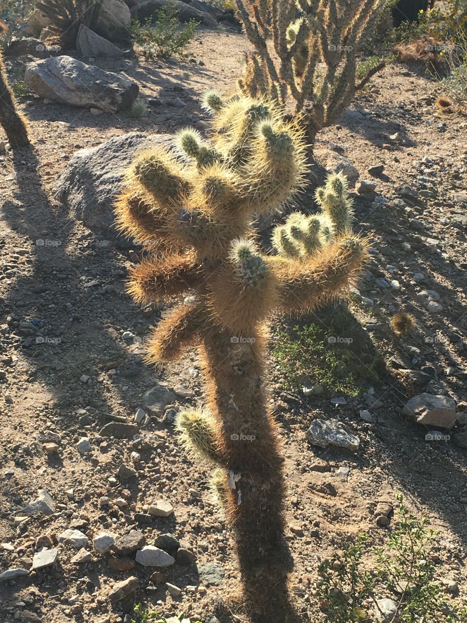 Arizona cactus 