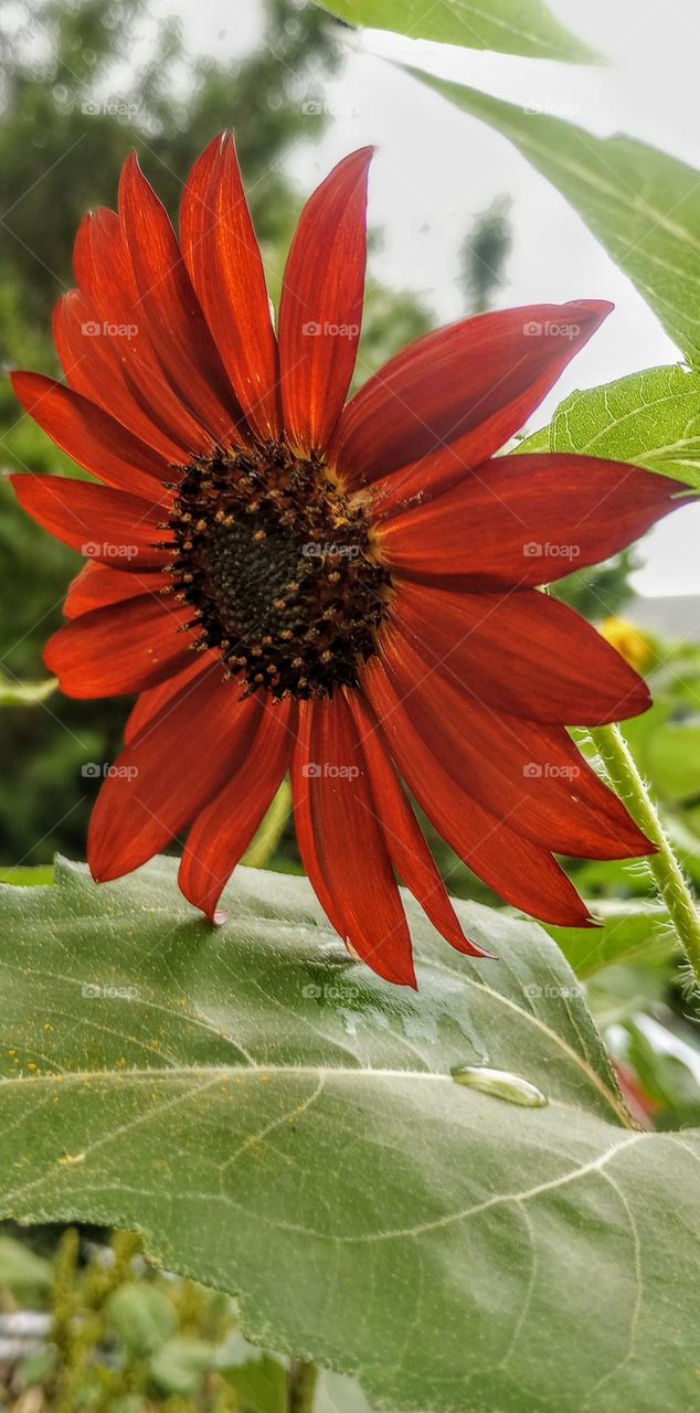 Red Sunflower