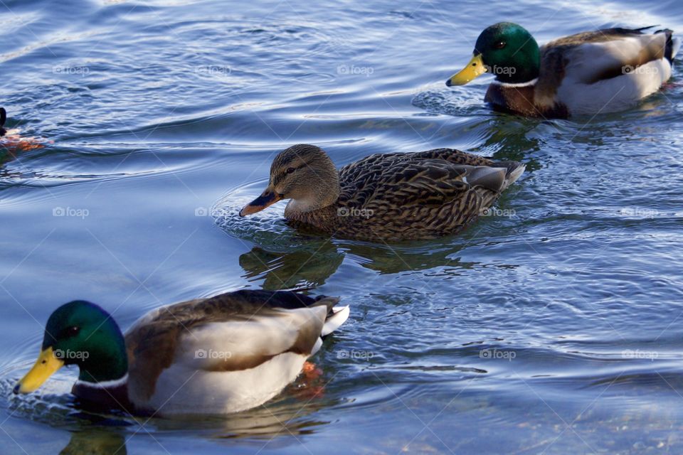 Duck's On Lake Sempach