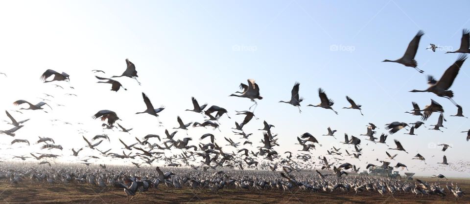 cranes at eating time