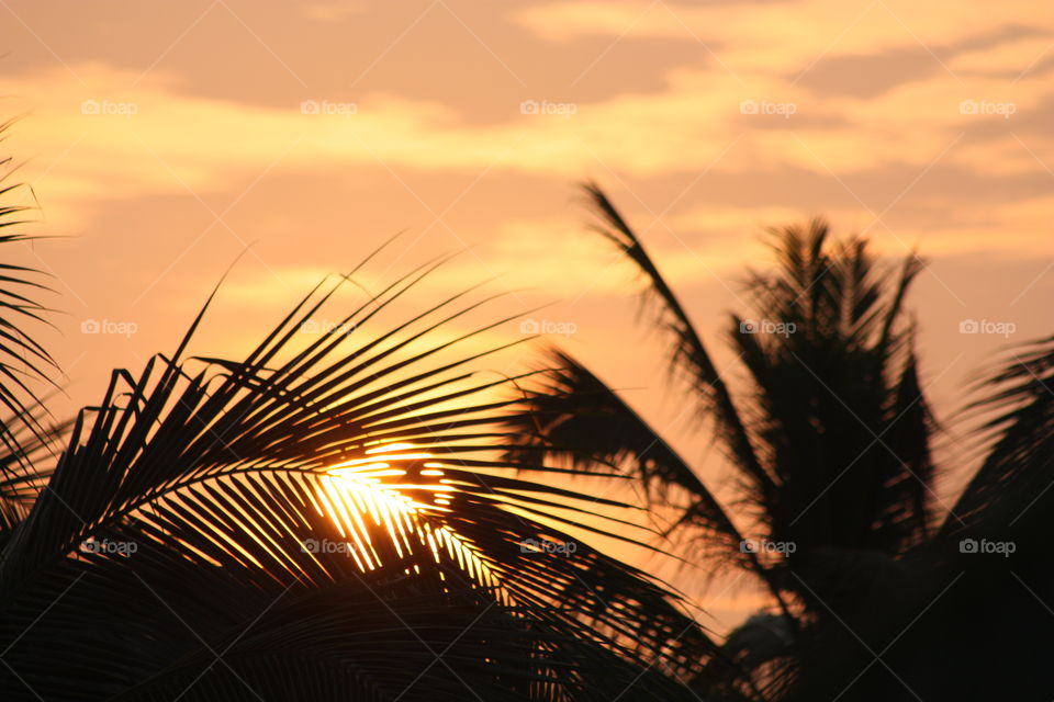 Palm tree through the sunset light 