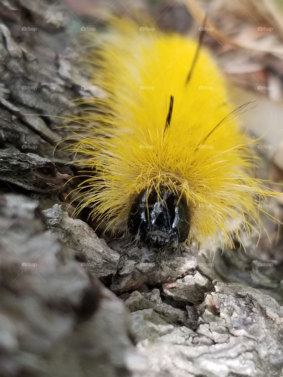 Fuzzy yellow caterpillar