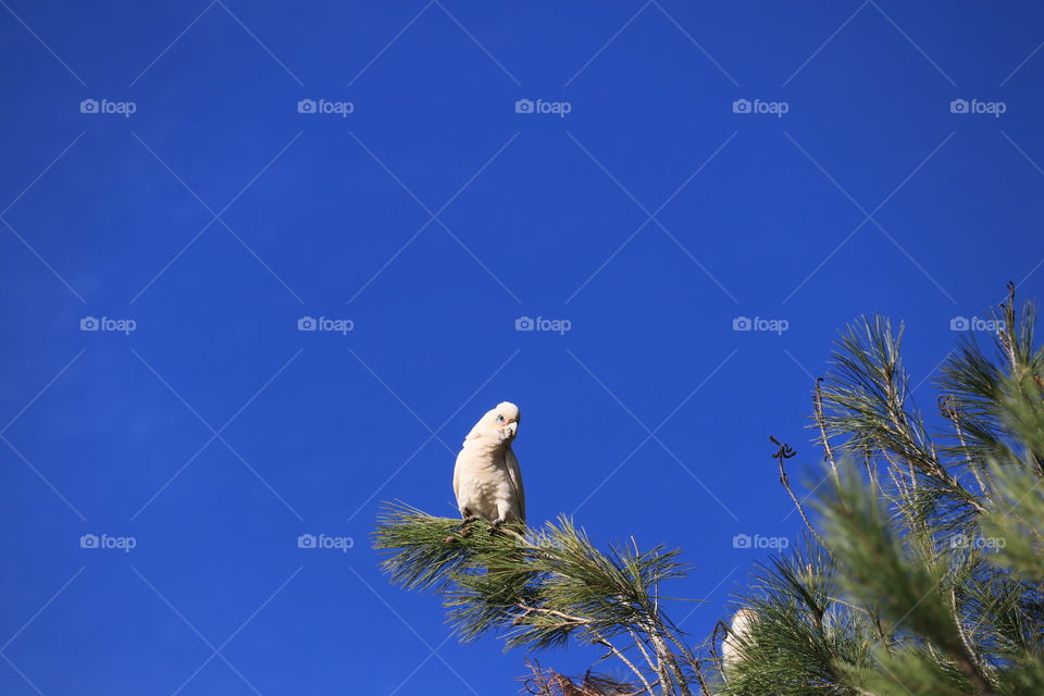 White wild South Australian Corella Cockatoo parrot perched on tree against vivid clear blue sky, minimalism, copy, text and graphic space 